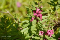 Angelonia biflora